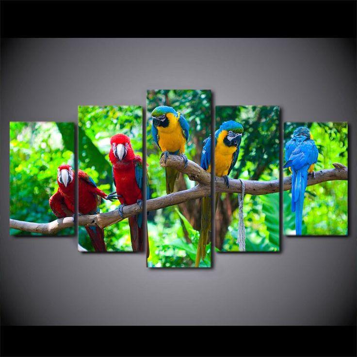 oiseaux